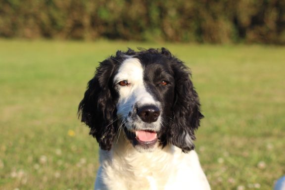 Ometyst Flair ( Spice)