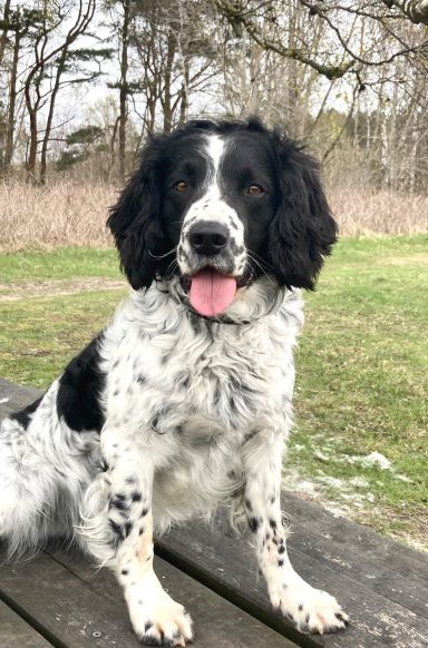 Tarriqs Amazing Angus