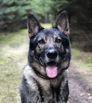 Glitzerns Allemand Champ